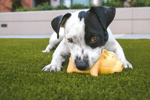 Artificial turf is dog safe and odor free